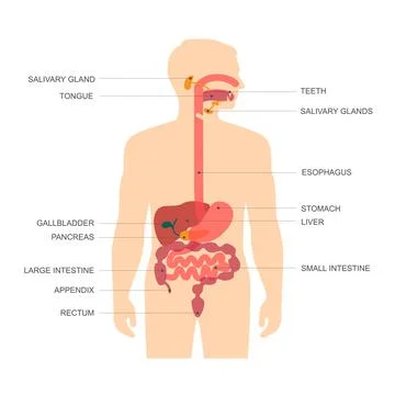 Human anatomy digestive system Stock Illustration