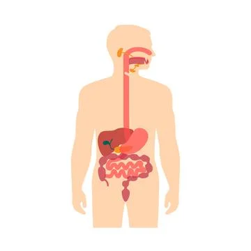 Human anatomy digestive system Stock Illustration