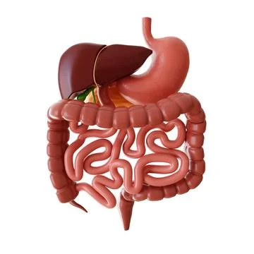 Human anatomy digestive system isolated on white background Stock Illustration