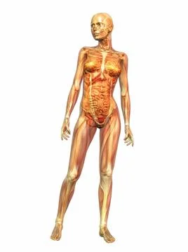 Human Anatomy Digital visualization of human anatomy Copyright: xZoonar.co... Stock Photos