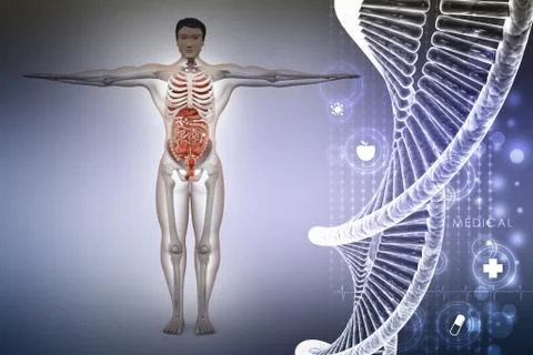Human anatomy with dna Stock Illustration