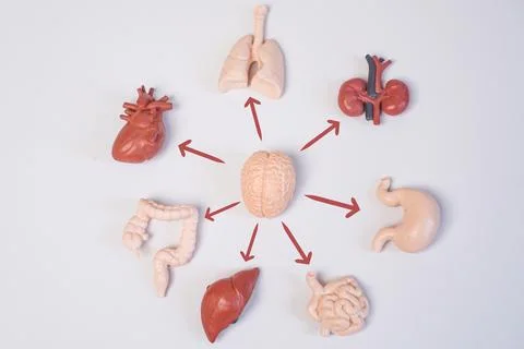 Human anatomy educational diagram, featuring a mini brain model in the cent.. Stockfoto's