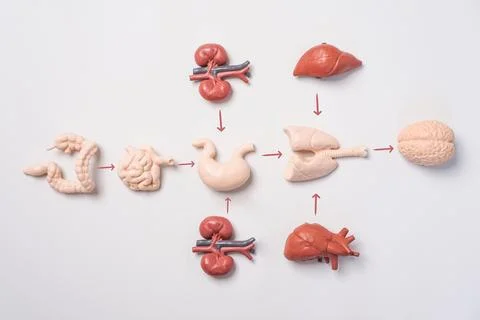 A human anatomy educational flowchart diagram featuring miniature internal .. Stock Photos