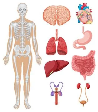 Human Anatomy Educational Vector Illustration Stock Illustration