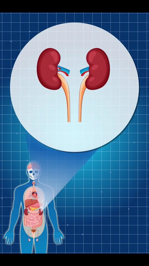 Human Anatomy Focus: Kidney Function and Structure 스톡 동영상 306117618