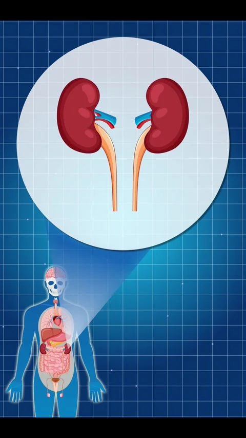 Human Anatomy Focus: Kidney Function Visualization 스톡 동영상 306823749