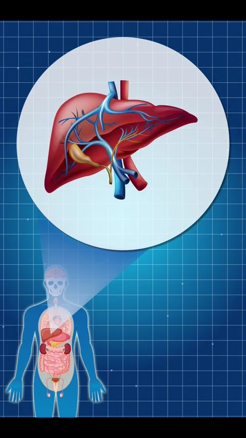 Human Anatomy Focus: Liver Function and Structure Stock Footage 306905105