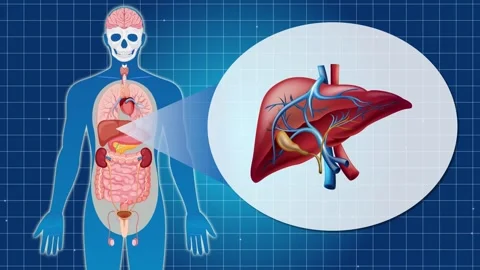 Human Anatomy Focus: Liver Function and Structure Stock Footage 306905241