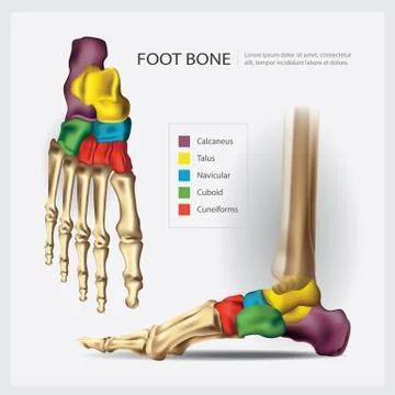 Human Anatomy Foot Bone Vector Illustration Illustrazione stock