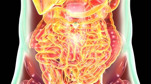 Human Anatomy Stock Footage 49325721