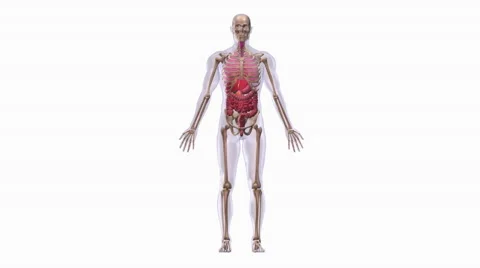 Human anatomy Stock Footage 62458269