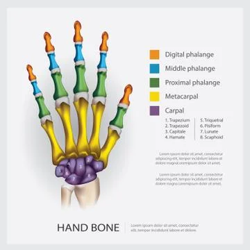 Human Anatomy Hand Bone Vector Illustration Stock Illustration