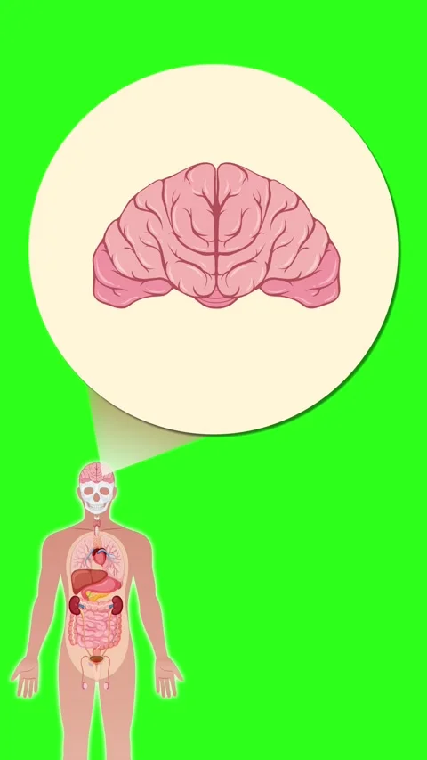Human Anatomy Highlight With Brain Focus Animation Stock Footage 316730638