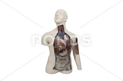 Human anatomy Stock Illustration