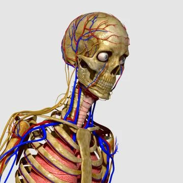 Human Anatomy Stock Illustration