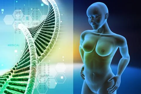 Human anatomy Stock Illustration