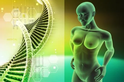 Human anatomy Stock-Illustration