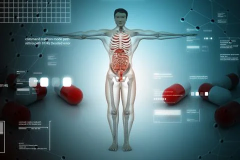 Human anatomy Stock Illustration