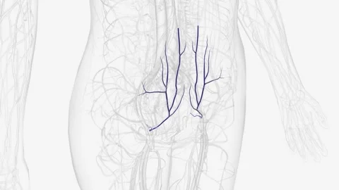 In human anatomy, the inferior epigastri... | Stock Video | Pond5