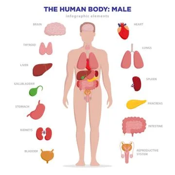 Human anatomy infographic elements with set of internal organs isolated on white Stock Illustration