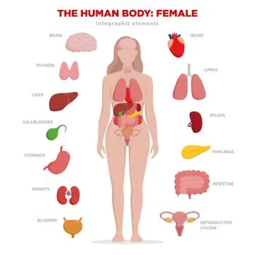 Human anatomy infographic elements with set of internal organs isolated on white Illustrazione stock