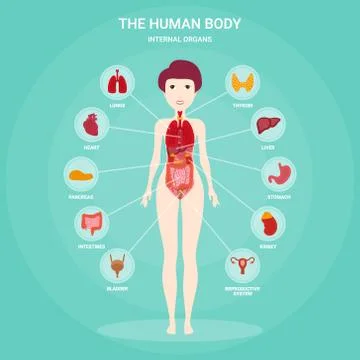 Human anatomy infographic elements with set of internal organs isolated and Stock Illustration