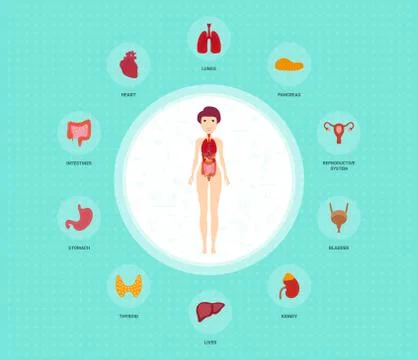 Human anatomy infographic elements with set of internal organs placed in female Stock Illustration