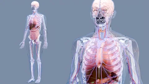 Human anatomy, internal organs and bones, respiratory  and digestive and nervous Stock Footage 277796785