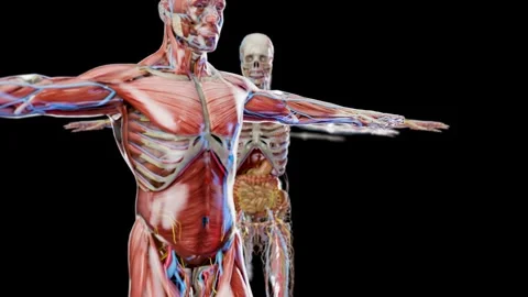 Human anatomy, internal organs and bones, respiratory and digestive and nervous Stock Footage 287849686