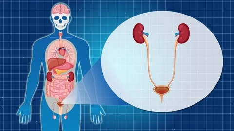 Human anatomy internal organs and urinary system highlighted in medical gra.. Stock Footage 332687863