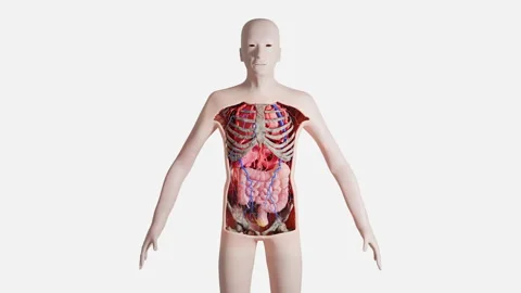Human Anatomy Internal Organs Stock Footage 325218457