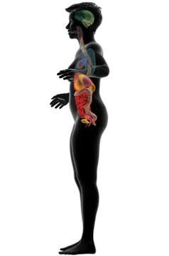 Human anatomy, internal organs Stock Illustration