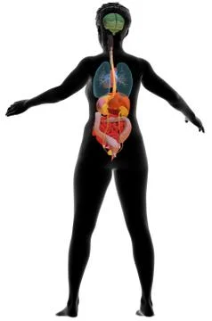 Human anatomy, internal organs Stock Illustration
