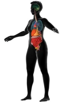 Human anatomy, internal organs Stock Illustration
