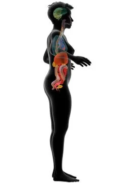 Human anatomy, internal organs Stock Illustration