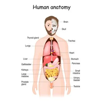 Human anatomy. internal organs. Stock Illustration