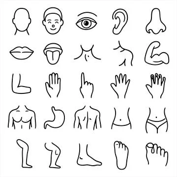 Human Anatomy Line Icon Set Stock-Illustration