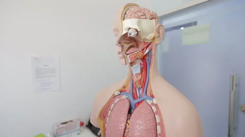 Human anatomy model Stock Footage 322020223