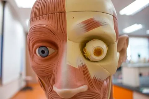 Human anatomy model for the head. Stock Photos