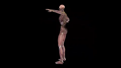 Human Anatomy Model Highlighting Muscles and Nervous System 動画素材 341776964
