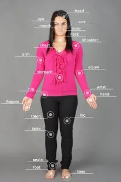 Human anatomy model Stock-Illustration