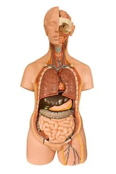 Human anatomy model Stock Photos