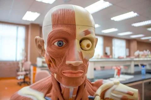 Human Anatomy Model Foto stock