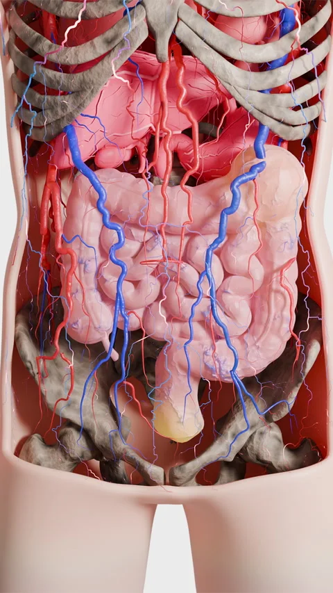 Human anatomy model showing internal organs like stomach,gut and systems Stock Footage 323738389
