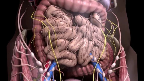 Human anatomy. Movement guts inside the abdomen Stock Footage 83132899