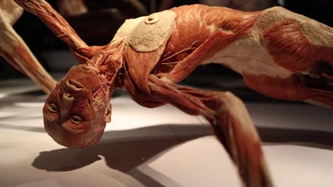 Human anatomy muscle model Video stock 331090302