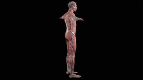 Human anatomy, muscles, organs, bones. 3d render, 3D anatomy atlas. Stock Footage 183102755