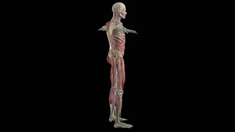 Human anatomy, muscles, organs, bones. 3d render, 3D anatomy atlas. Stock Footage 183103659