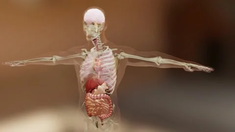 Human anatomy, organs, bones. Creative color palettes and designer details, Stock Footage 160103592