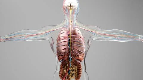 Human anatomy, organs, bones. Creative color palettes and designer details Stock Illustration